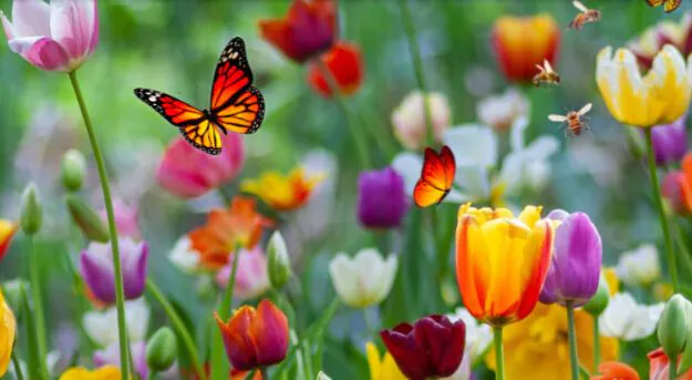 Een monarchvlinder fladdert door een kleurrijke tuin vol tulpen en bijen, een levendige scène die doet denken aan de diversiteit die sap fsm ondersteunt in effectief field service management.